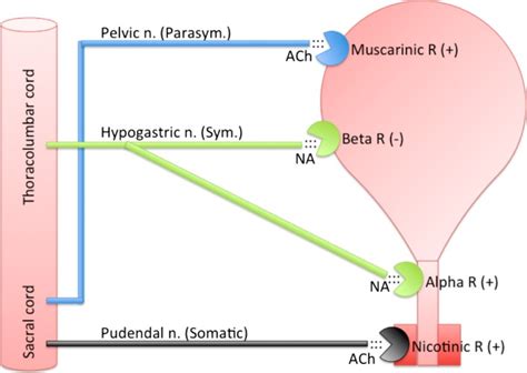 detrusor atony cat|Pharmacotherapeutics in Urine Retention in Animals